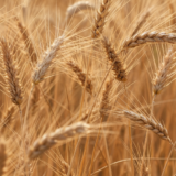 prodotti senza glutine