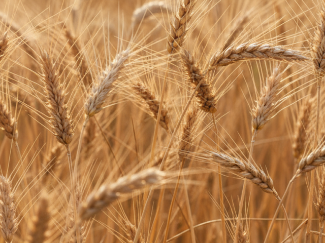 I prodotti “senza glutine” e l’importanza della consulenza